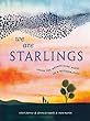 We Are Starlings : inside the mesmerizing magic of a murmuration