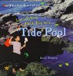 Let's take a field trip to a tide pool