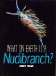 What on earth is a nudibranch