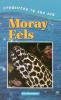 Moray eels