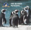 The banded penguins