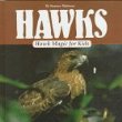 Hawks : hawk magic for kids