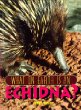 What on earth is an echidna