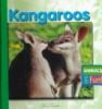 Kangaroos