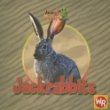 Jackrabbits