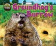 Groundhog's burrow