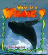 What is a whale