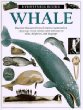 Whale