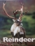 Reindeer