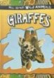 Giraffes.