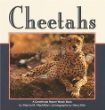 Cheetahs