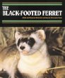 The black-footed ferret
