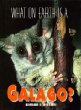 What on earth is a galago