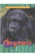 Chimpanzees