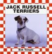 Jack Russell terriers