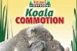 Koala commotion